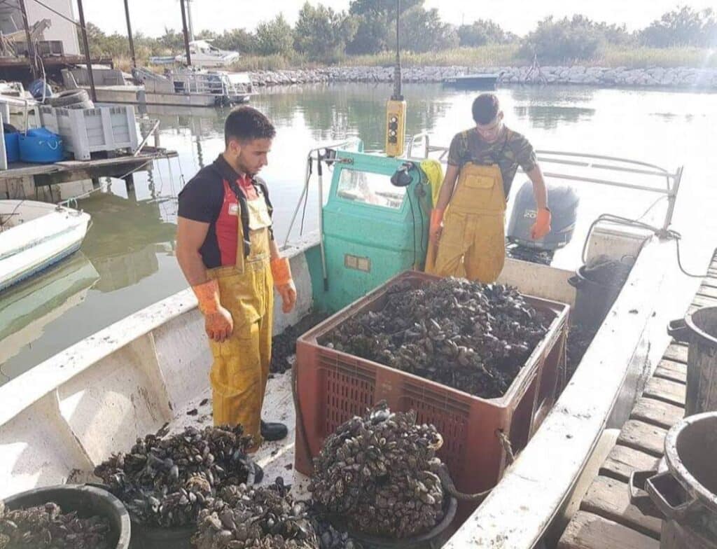 Deux ouvriers musclés en salopettes jaunes et gants orangés sur un bateau, inspectant des caisses et des seaux remplis de moules fraîchement pêchées près d'un quai.