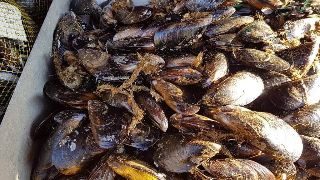 Tas de moules noires et brillantes, fraîchement pêchées, recouvertes de byssus brun, prêtes à être vendues dans une caisse près d'un filet étiqueté.